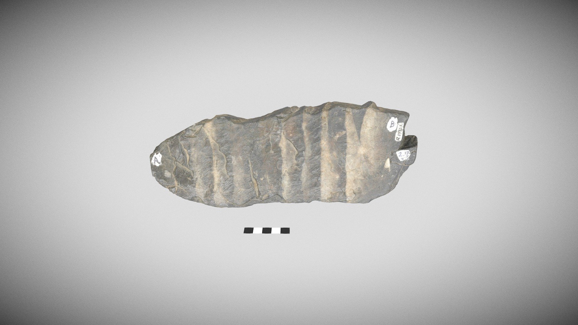 distal turbidite