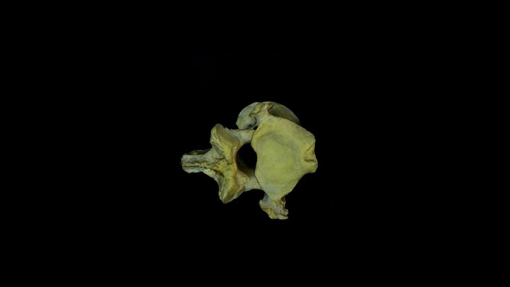 Argali sheep (Ovis ammon) C2 caudal facet, male 3D Model