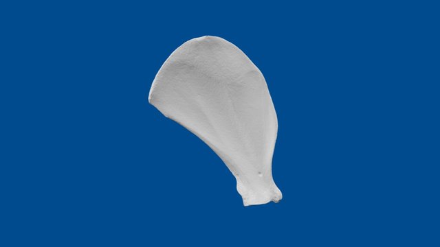 3D Dog Bone Project: Scapula – Modello 3D gratuito STL
