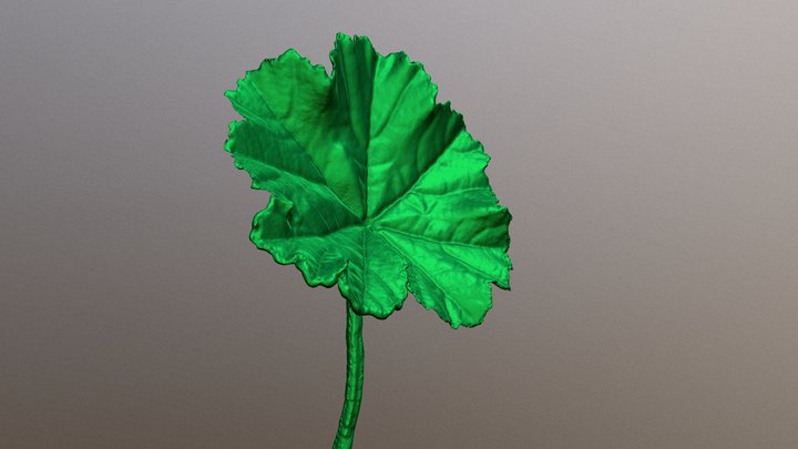 Little Leaf scan with Mini 3D Model