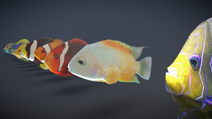 Tropical Fish - Lowpoly Pack 3D Model