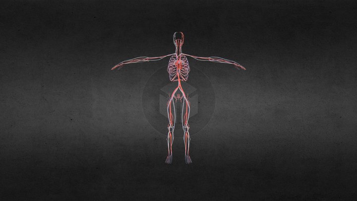 Cuerpo Humano Sistema Circulatorio (Femenino) 3D Model