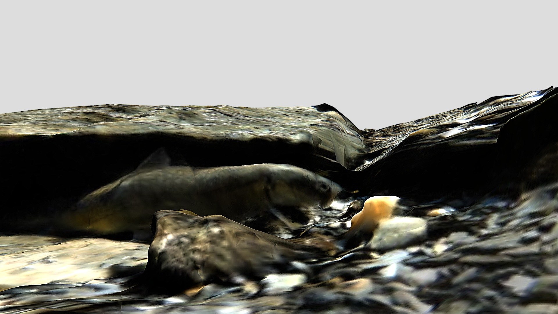 Fish in water