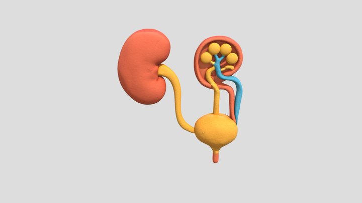 Kidney Connection 3D Model