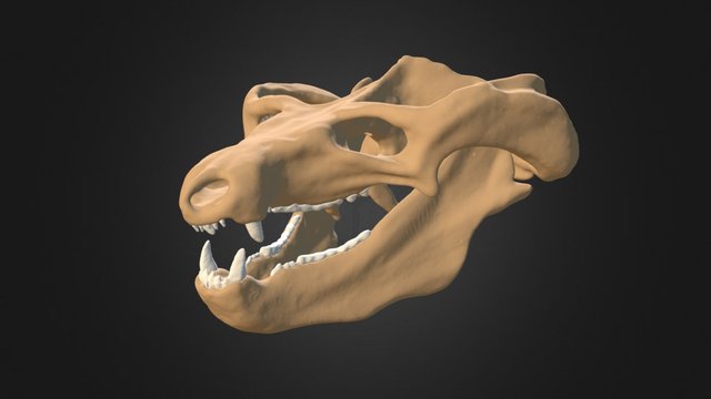 Diademodon tetragonus 3D Model