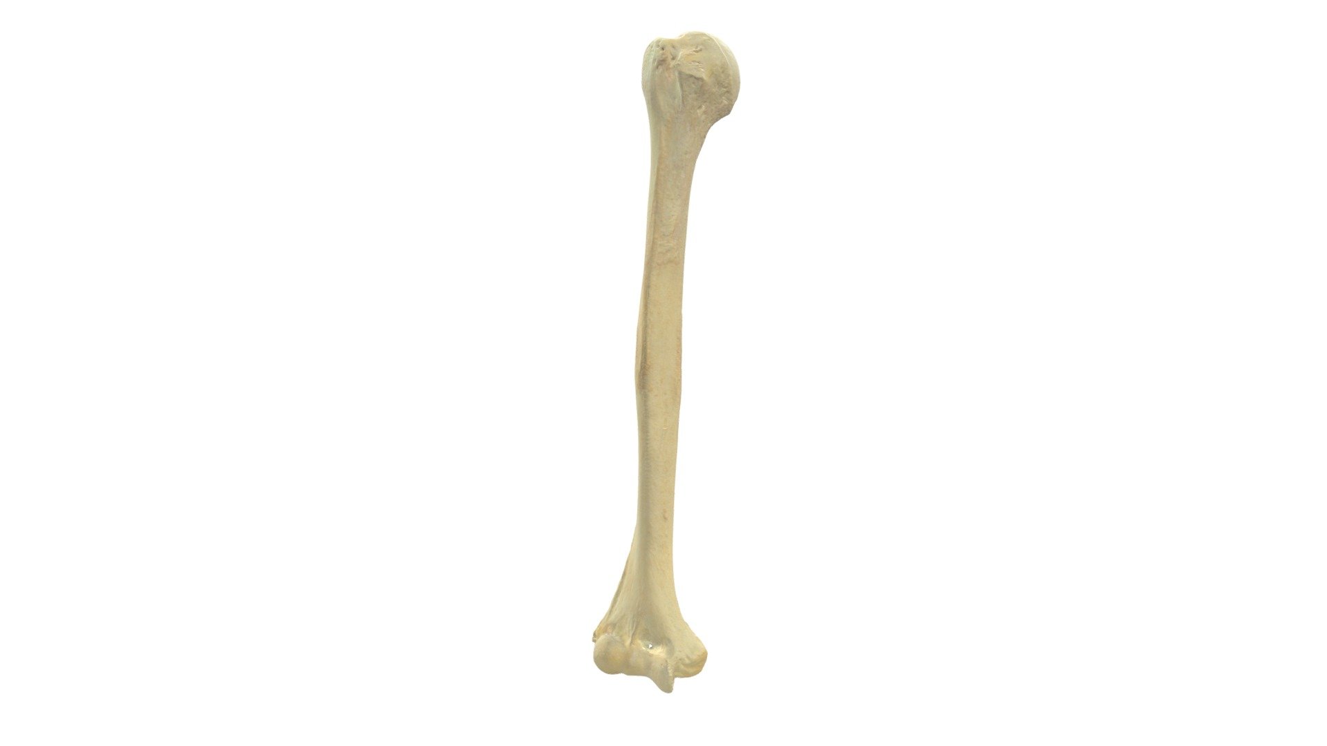 Humerus R Diafyse Met Annotaties 3d Model By Universiteit Antwerpen Marjanmaldoy 637018f 2177