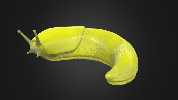 Banana Slug 3D Model