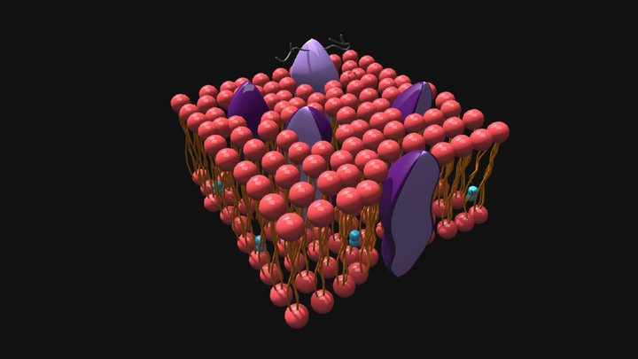Cell structure 3D Model