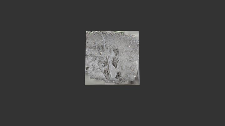 American Alligator Footprints 3D Model