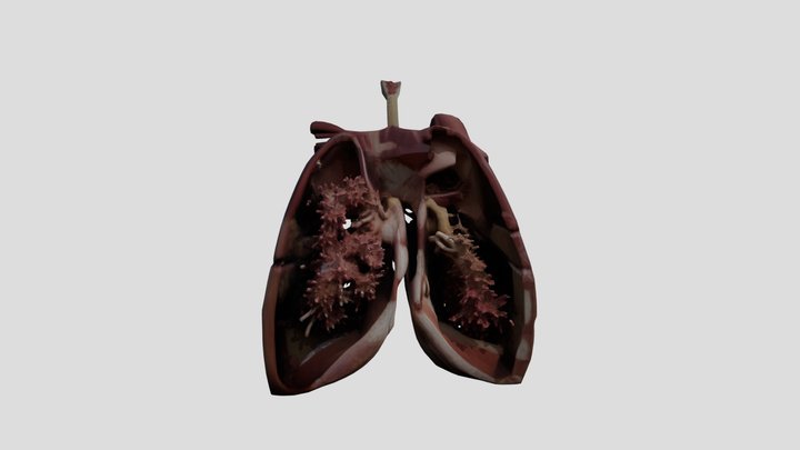 Pulmones 3D Model