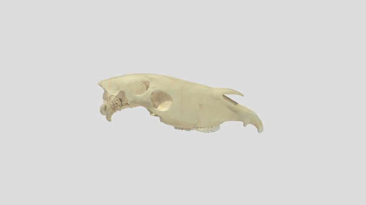 Horse Skull Top 3D Model