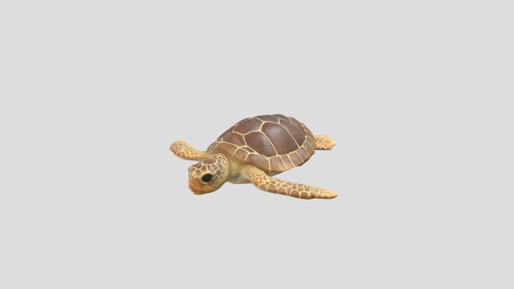 Loggerhead Turtle 3D Model