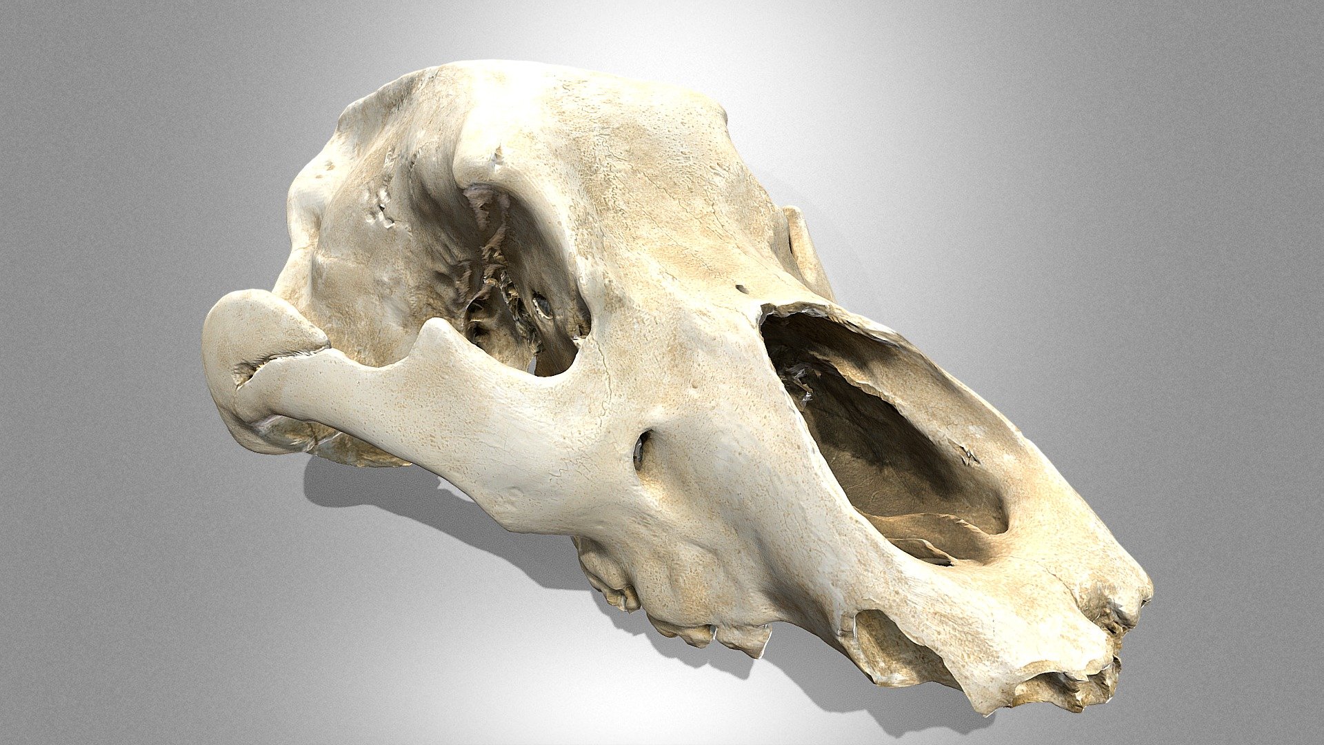 The cave bear’s skull