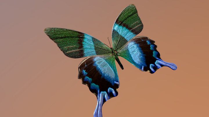 Butterfly blue 3D Model