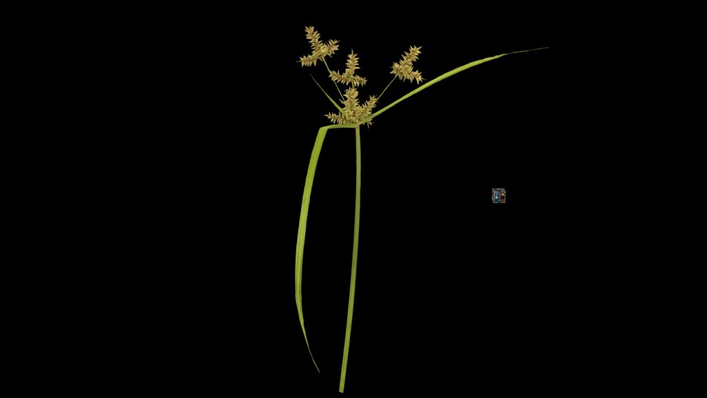 CC0 カヤツリグサ Sweet Galingale, Cyperus microiria