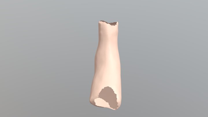 Right Foot Scan 3D Model