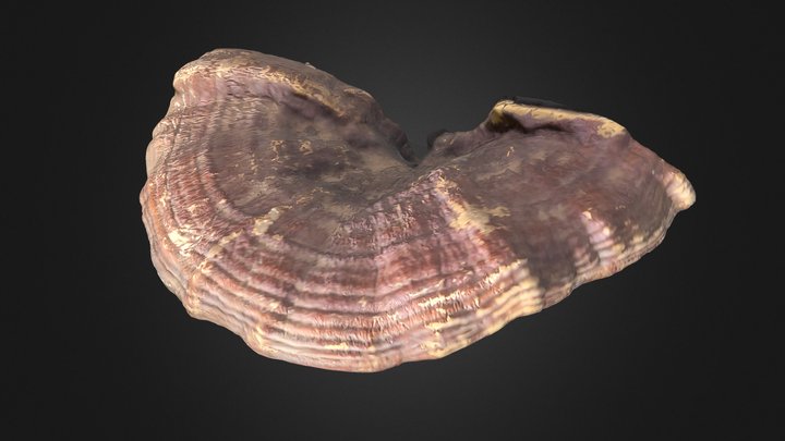 Reishi (Ganoderma) mushroom, half – Modello 3D gratuito STL