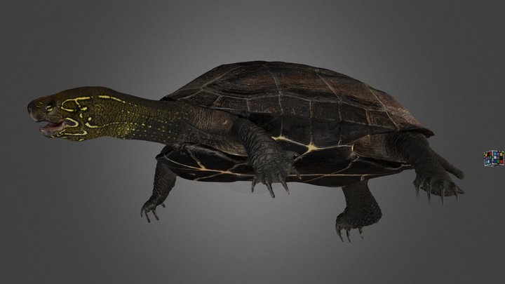 クサガメ ♂ Reeve's pond turtle, Mauremys reevesii 3D Model