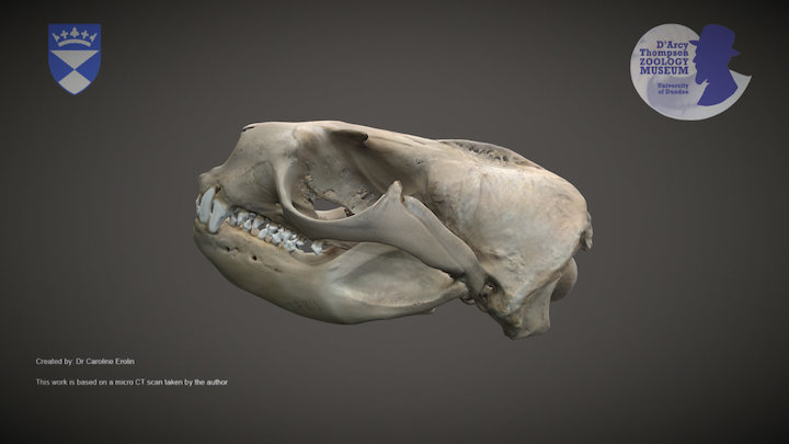 Sea lion skull – Kostenloses 3D-Modell STL