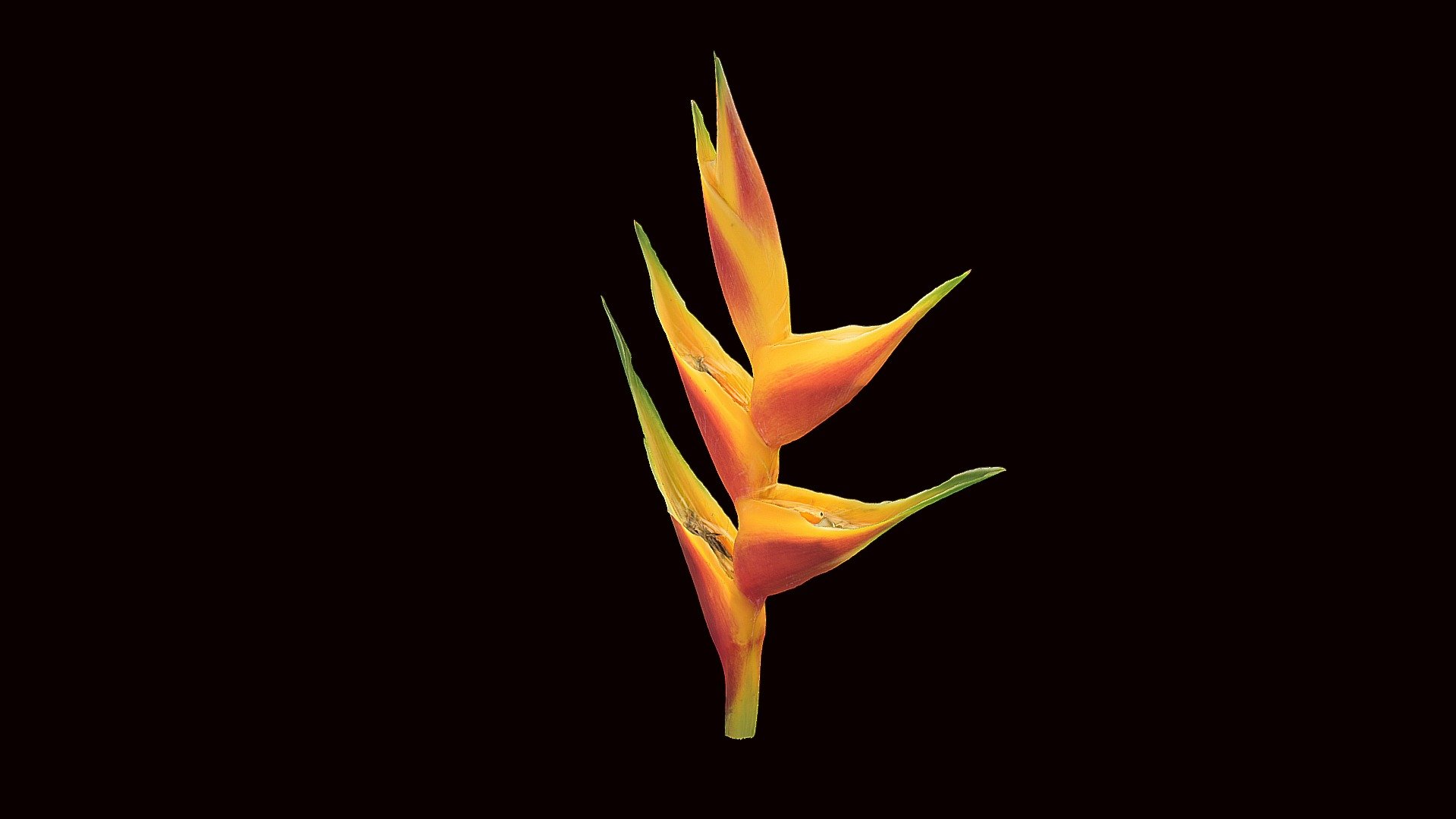 Model 1 - Heliconia flower
