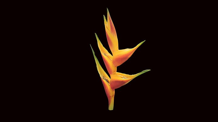 Model 1 - Heliconia Flower – Free 3D Model STL