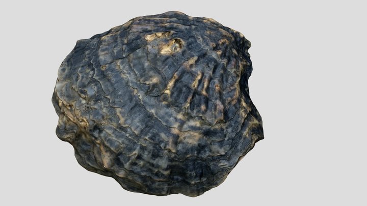 Fossile  Photogrammetry 3D Model