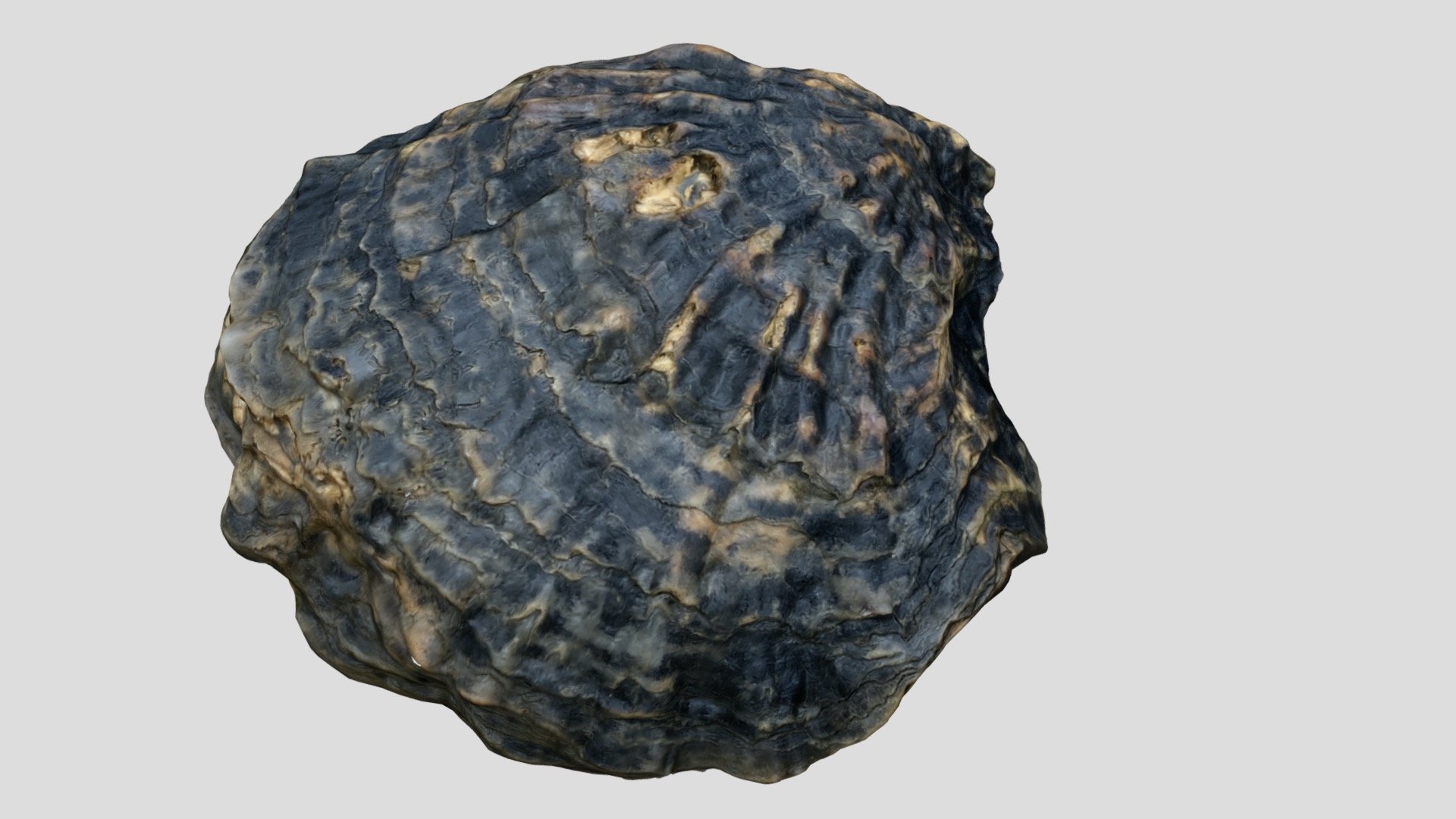 Fossile  Photogrammetry