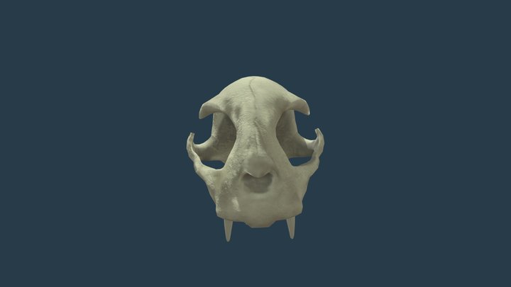 Feline skull 3D Model