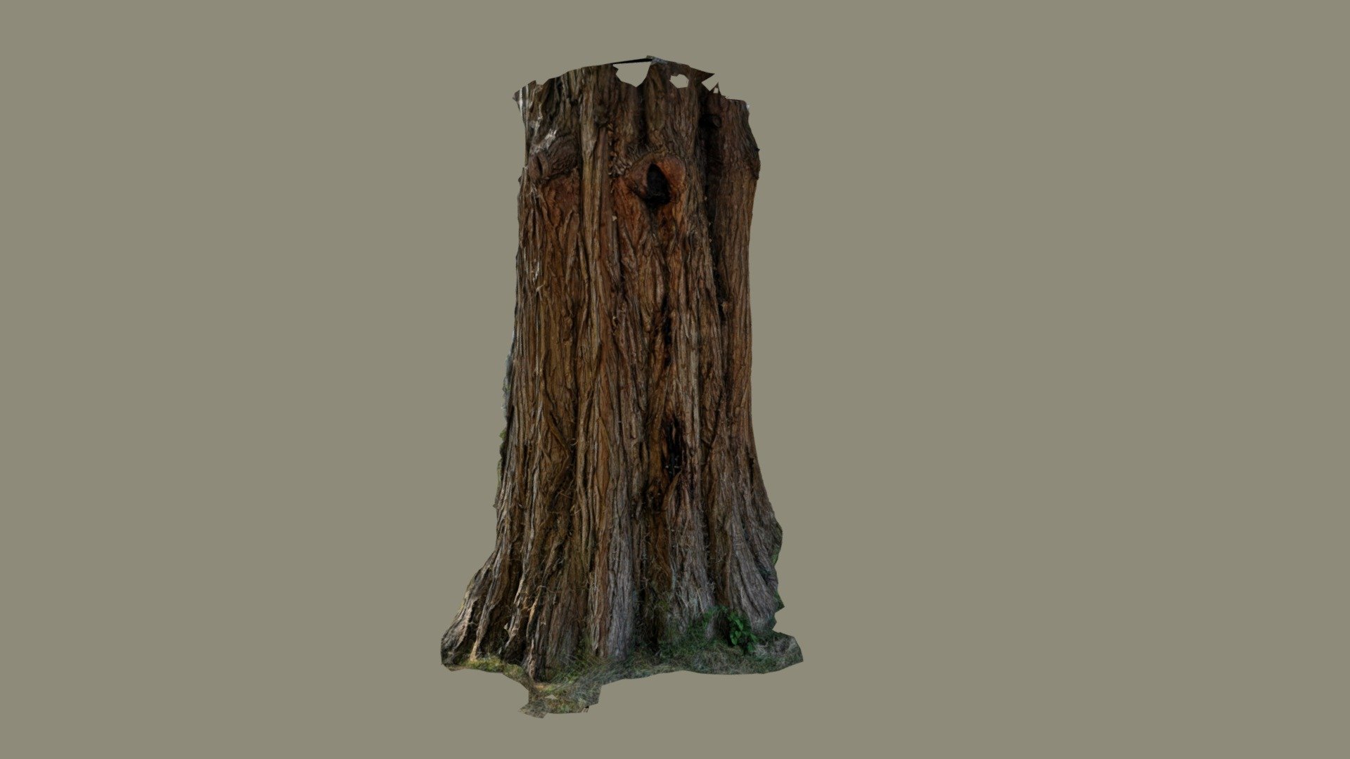 Giant Redwood - Meshroom 2019.1.0