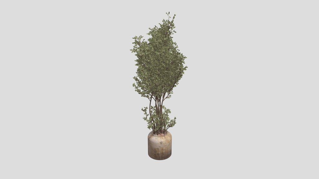 Olive Plant