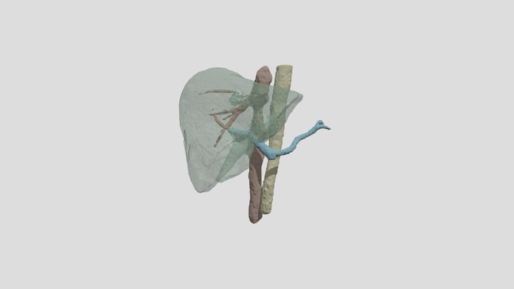Liver model 3D Model
