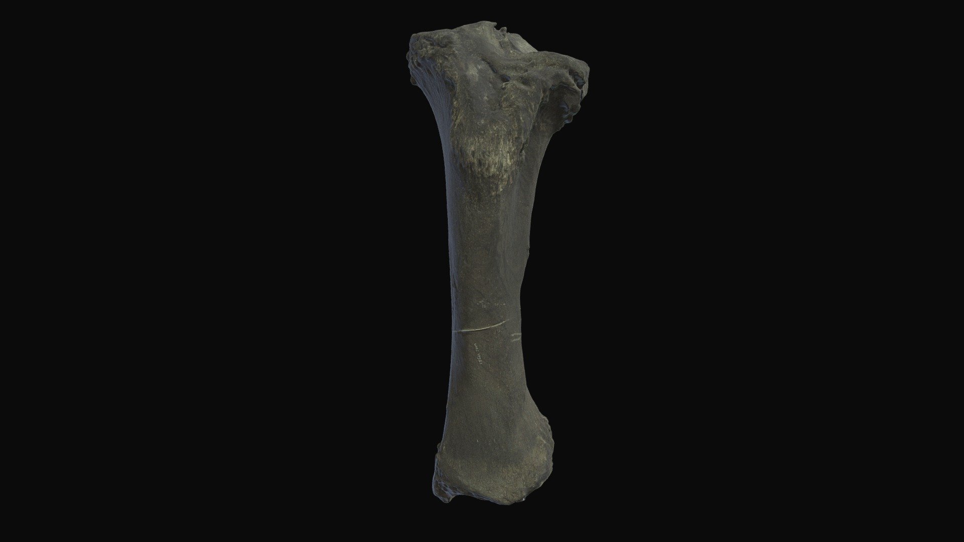Mastodon tibia. Schimelphenig Bog, Dane Co., WI