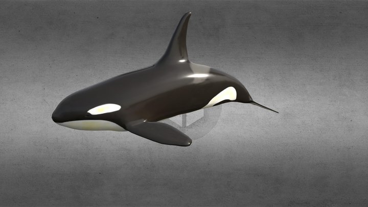 Killer Whale 3D Model