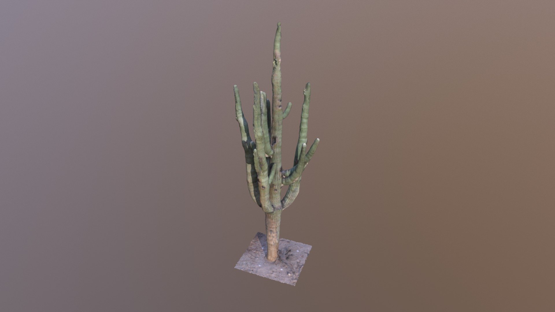 Saguaro Cactus Specimen #2