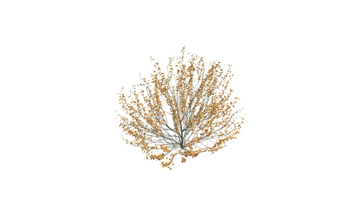 Spring Hamamelis Vernalis 3D Model