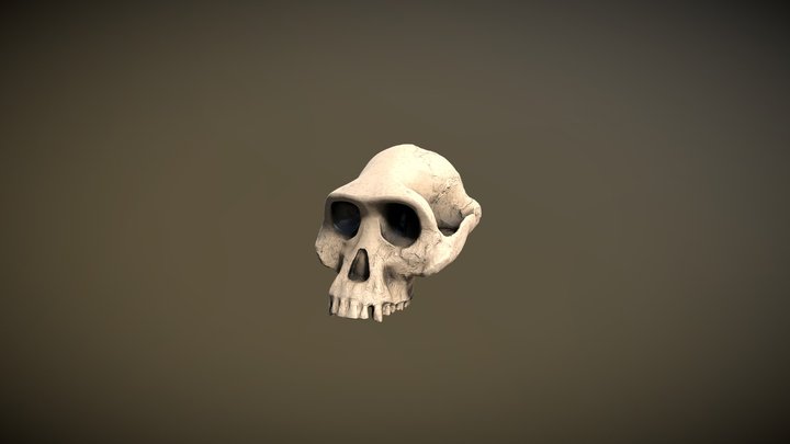 Australopithecus Afarensis 3D Model