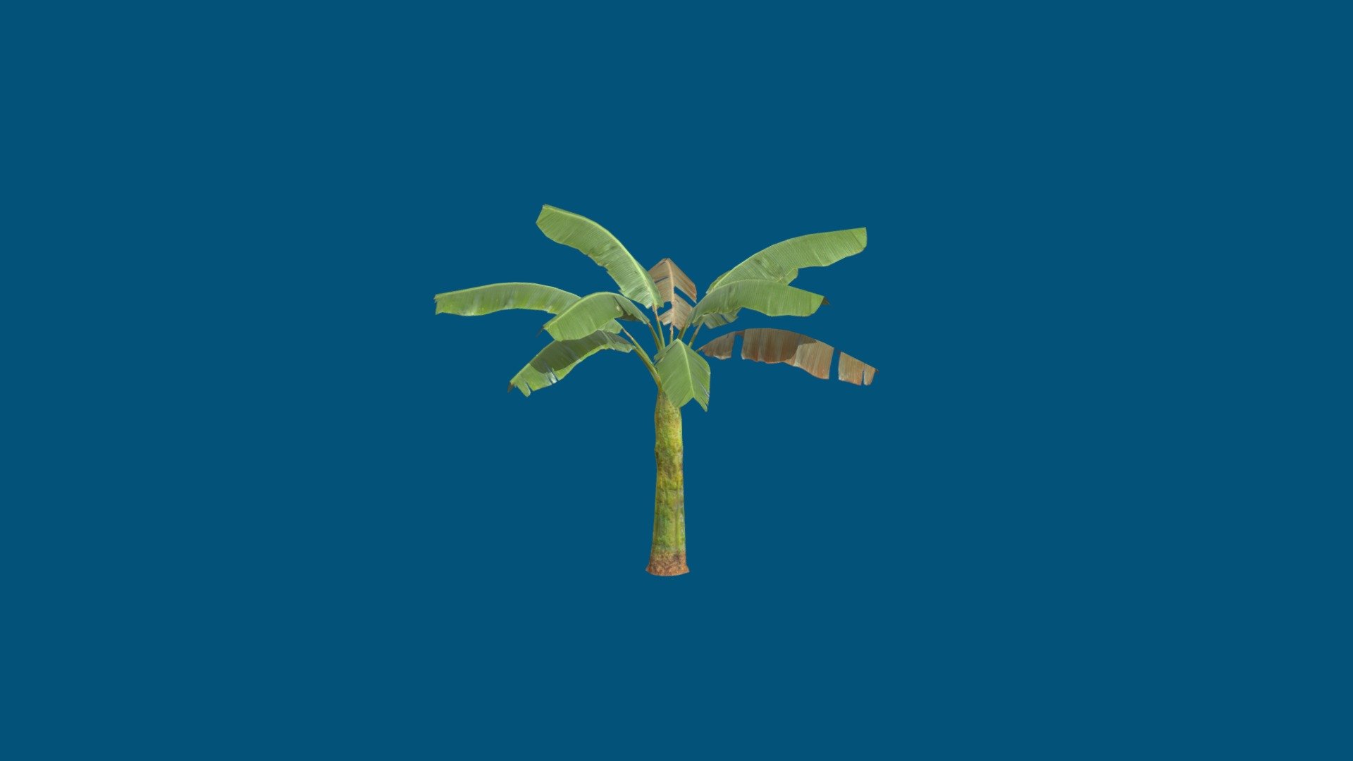 Small Banana Tree