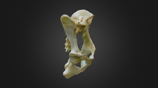 Dog Pelvis 3D Model
