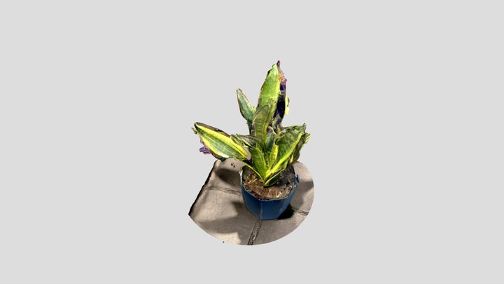 my Snake plant 3D Model