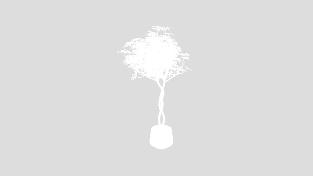 Schefflera Arboricola Umbrella Set