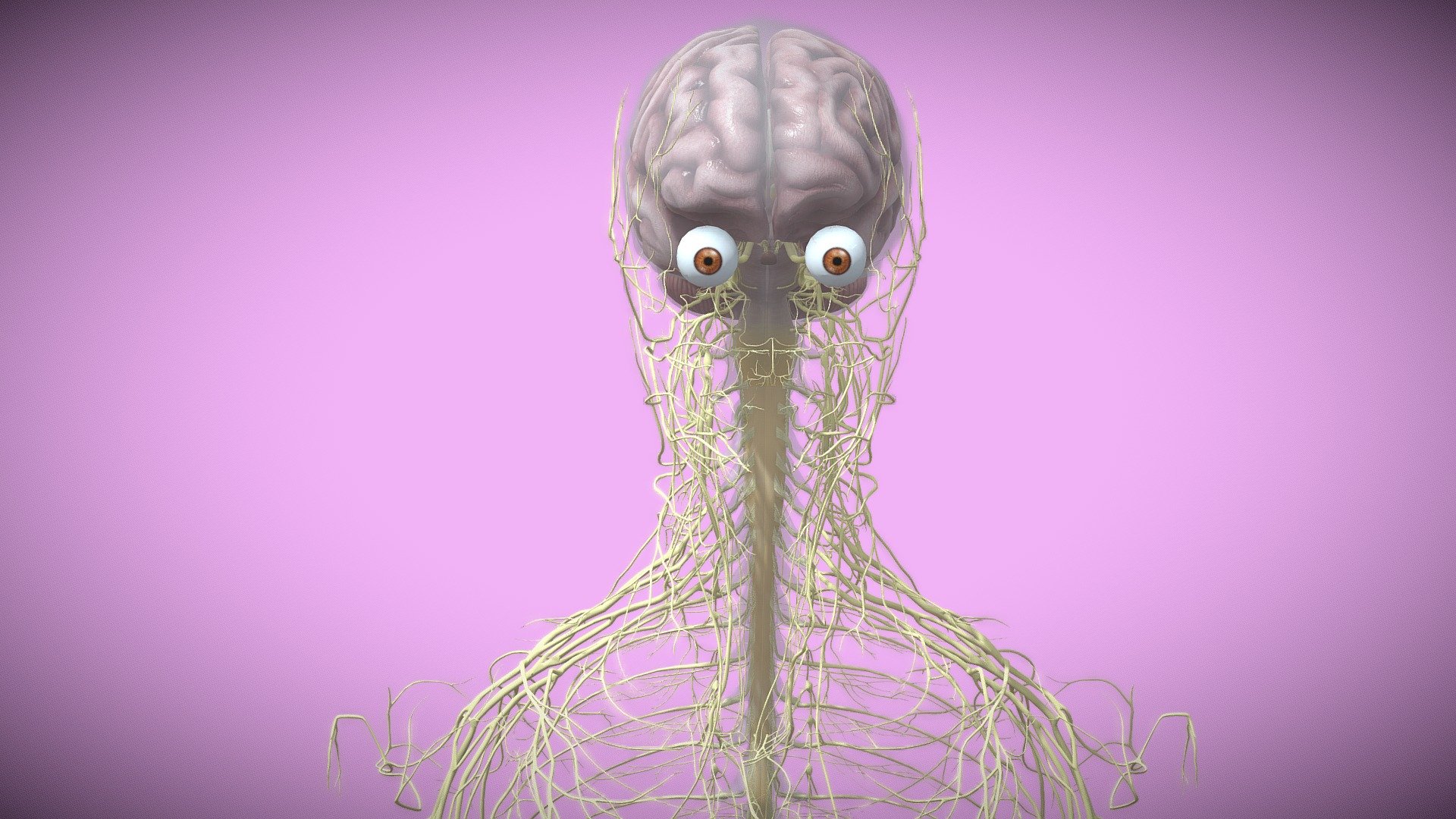 Nervous System - 3D model by 1225659838@qq.com (@Novaky) [63ca49d ...