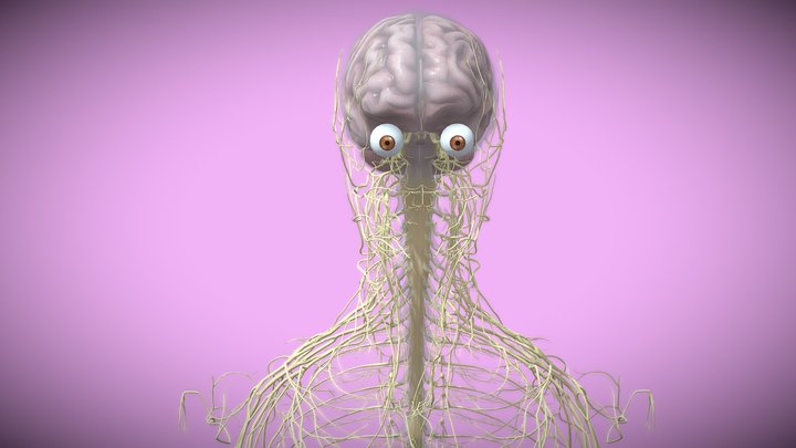Frontal-lobe 3D models - Sketchfab