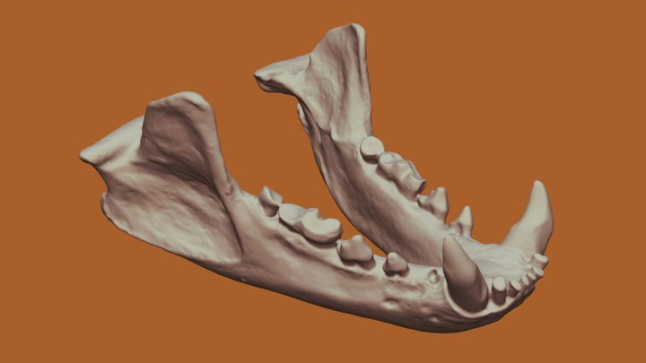 America Badger Jaw 3D Model