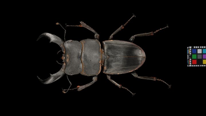 CC0 サキシマヒラタクワガタ ♂ Sakishima Stag Beetle