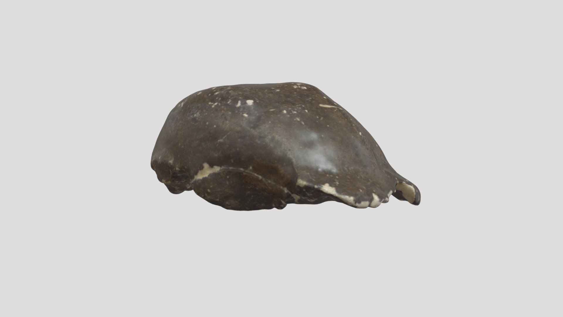 Homo erectus (calotte) — Sketchfab embed 3D viewer