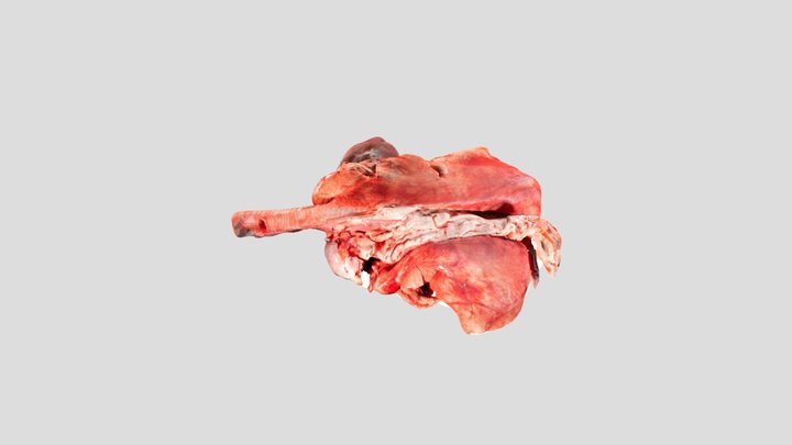 Sheep Lung Model 3D Model