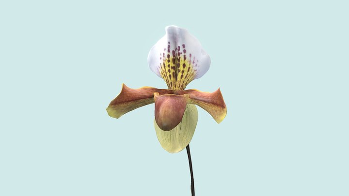 Cypripedioideae (Lady's Slipper Orchid) 3D Model