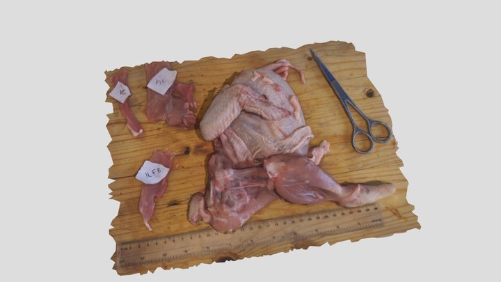 Chicken - Superficial Dissection 3D Model