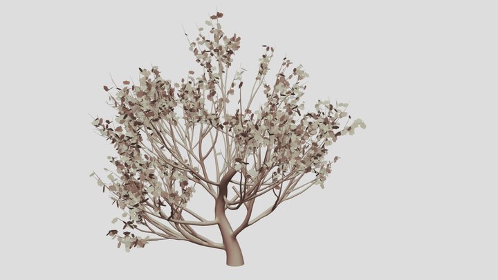 Oak Tree