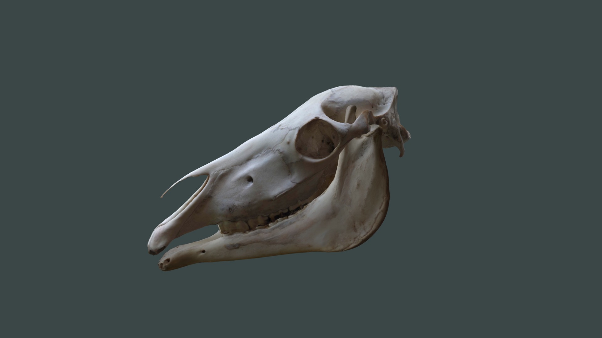 3D model Photogrametry Horse Skull - This is a 3D model of the Photogrametry Horse Skull. The 3D model is about a skull of an animal.